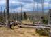 Kateřina Březová: Šumava nepotřebuje nový zákon, nýbrž odborné vedení