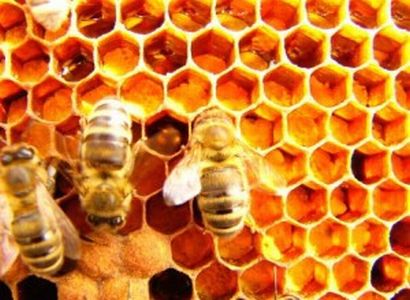 Čeští včelaři získají z rozpočtu dotace. Mohou je použít na obnovu včelstev