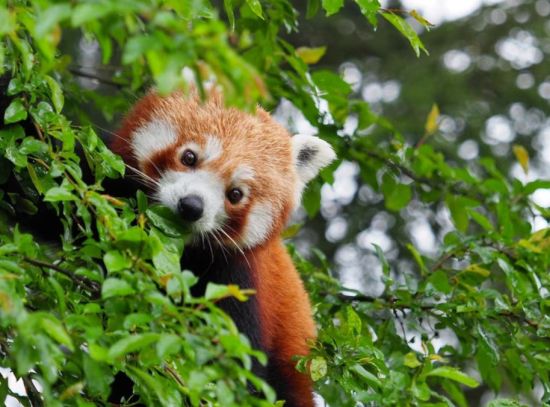 panda