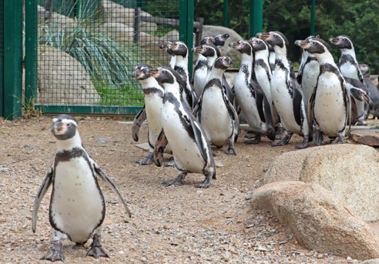 Tučňáci Humboldtovi v plzeňské zoo