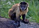 Opice ze ZOO Tábor piškotovou aféru neřeší