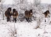 Na pastvinách v Milovicích se o víkendu narodilo druhé letošní hříbě divokých koní