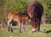 Česká krajina: V rezervaci divokých koní se již letos narodilo sedm hříbat