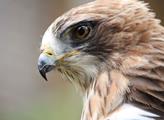 Liberecká zoologická zahrada jako první na světě odchovala mládě orla nejmenšího