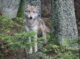 Česká krajina: V rezervaci u zubrů a divokých koní se objevil vlk. Zachytila ho fotopast