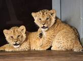 Zoo Brno: Lvice Kivu vychovává samici a samce