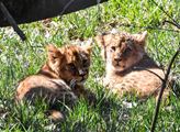 Lvíčata se jmenují Anoona a Akashinga. Zoo Brno má i lípu k 100. výročí republiky