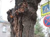 Povodí Labe odstraní čtyři stromy v havarijním stavu v Hradci Králové