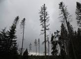 NP Šumava: HEINEKEN přispěje k obnově lesů v Národním parku Šumava