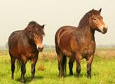 Česká krajina: Matka prvního hříběte divokých koní bojuje o život, lidé ji krmili pečivem