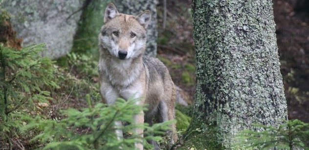 AOPK ČR: Farmáři a chovatelé hospodářských zvířat se seznamovali s životem vlka