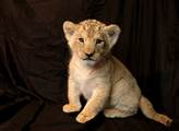 Plzeňská zoo pokřtila lvíče, sameček dostal arabské jméno