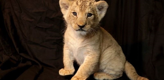 Plzeňská zoo pokřtila lvíče, sameček dostal arabské jméno