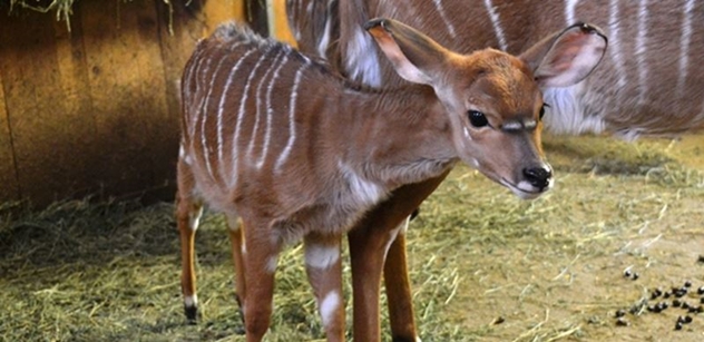 Zoo Plzeň: Mláďata vzácné antilopy mají jména