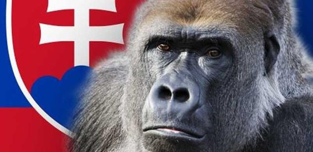 Seďa (ČSSD): Podobnost Gorily s Kubiceho zprávou čistě náhodná?