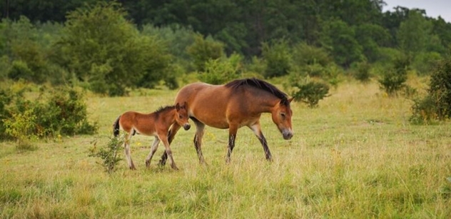 Česká krajina: Rezervace divokých koní získala prestižní cenu za udržitelnost v kategorii Změna klimatu