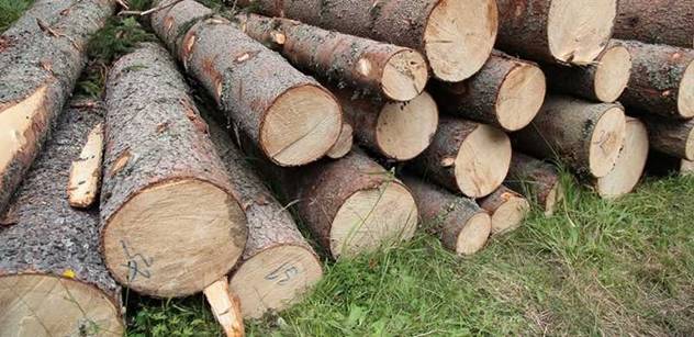 Lesy ČR budou kvůli kůrovci šetřit, chtějí i zrychlit aukce
