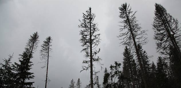 Kůrovec zničil o polovinu méně stromů než loni
