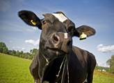 E15: V reakci na klesající ceny mléka stát dvojnásobně zvýší dotace na dojnice na 2,24 mld. Kč