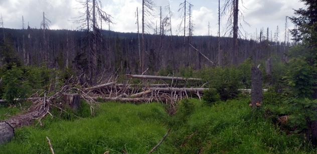 Sdružení vlastníků obecních a soukromých lesů: Vlastník lesa se nemůže při zvládání kůrovcové kalamity zadlužit