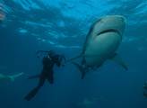 Prima ZOOM: Žralok ve 21. století