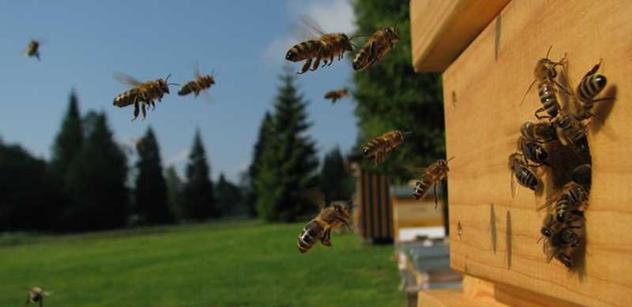 I letos budou moci včelaři ze Zlínského kraje zasílat své žádosti o dotace