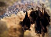 Agentura ochrany přírody: Ochránci přírody napočítali téměř 3000 netopýrů