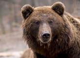 Petice pro udržení medvěda ze Vsetínska v jeho přirozeném prostředí