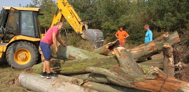 Česká krajina: Kmeny dubů vytvořily v rezervaci velkých kopytníků nový biotop pro ohrožené brouky a včely samotářky