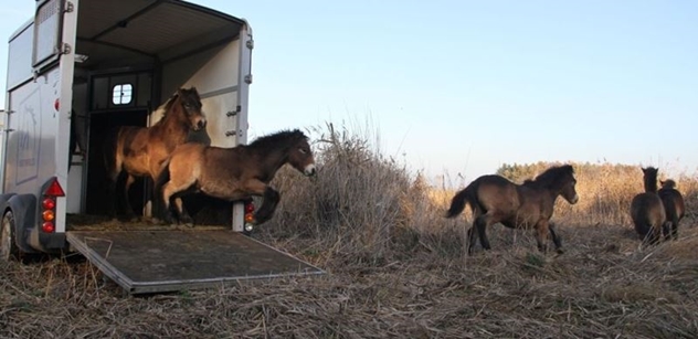 Česká krajina: Divocí koně včera osídlili dvě nové rezervace na Pardubicku a na Třeboňsku