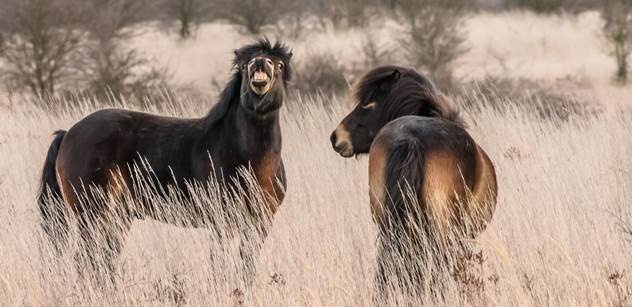 Výstava fotografií divokých koní a dalších velkých kopytníků se otevírá v Evropském domě v Praze
