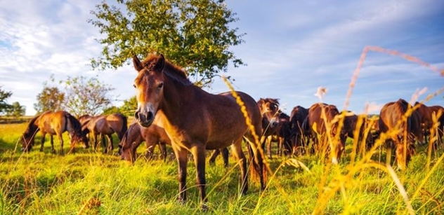 Česká krajina: Lidé darovali dva miliony na dokončení rezervace divokých koní, k záchraně chybí poslední podpis