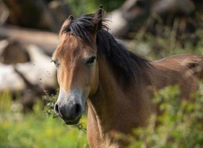 Česká krajina: Lidé pohybem pomohli vybrat peníze na opravu a vybudování napajedel pro divoké koně
