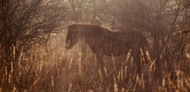 Česká krajina: Se záchranou divokých koní pomáhá nová rezervace  u Rokycan i dvě východočeské lokality