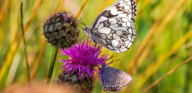 Česká krajina: Motýli a včely vymírají. Čeští vědci úspěšně vyzkoušeli recept na jejich záchranu