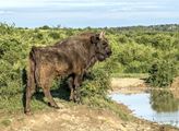 Česká krajina: Intenzivní deště pomohly zadržet tůně v rezervaci zubrů a divokých koní
