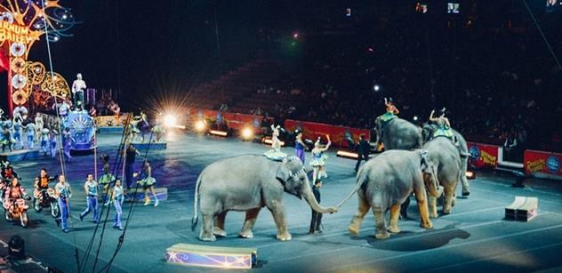 Petice za zákaz chovu a využívání volně žijících zvířat v cirkusech v ČR
