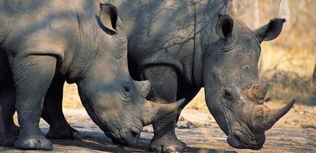 Zločinecké skupiny často zneužívají ulovenou nosorožčí trofej jako zboží pro černý trh