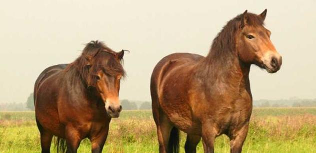 Klisnu s hříbětem po návratu z léčení přijalo stádo divokých koní klidně  