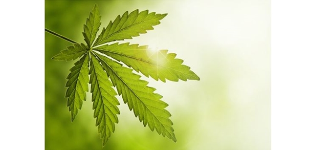 Karel Hvížďala: Zelení v Německu chtějí legalizovat marihuanu