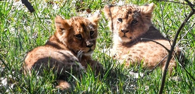 Lvíčata se jmenují Anoona a Akashinga. Zoo Brno má i lípu k 100. výročí republiky