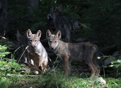 Hnutí Duha: Vlci se vrací do Beskyd, letos přivedli na svět potomky