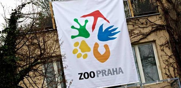 Zoo Praha má novou, geneticky cennou tapířici z francouzské Guyany