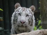 Petice za zachování chovu bílých tygrů v ZOO Liberec