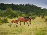 Česká krajina: Rezervace divokých koní získala prestižní cenu za udržitelnost v kategorii Změna klimatu