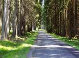 Evropské environmentální organizace kritizují Polsko za masakr stromů