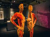 Prozkoumejte lidské tělo na Výstavě Body The Exhib...