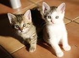 Petice za zachování krmných míst a boudiček pro kočičí bezdomovce