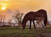 Česká krajina: Koronaviru navzdory Češi zachraňují rezervaci divokých koní