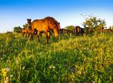 Česká krajina: Na pastvinách v milovické rezervaci se letos objevily nové druhy vzácných rostlin